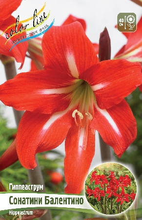 Изображение товара