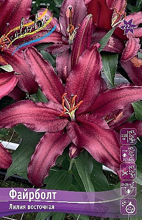 9990 Лилия Файрболт 5шт/1шт