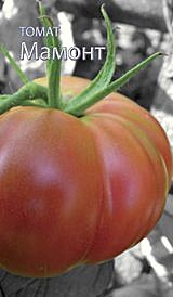 Л порей Мамонт Гавриш