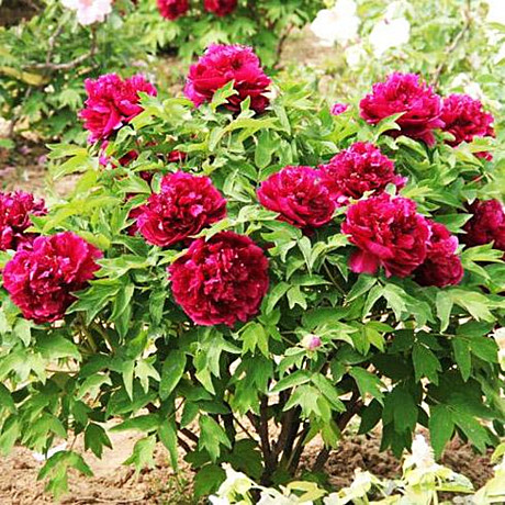 0774 Пион Ночные грёзы древовидный 1шт