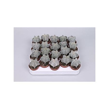 Астрофитум орнатум 5,5