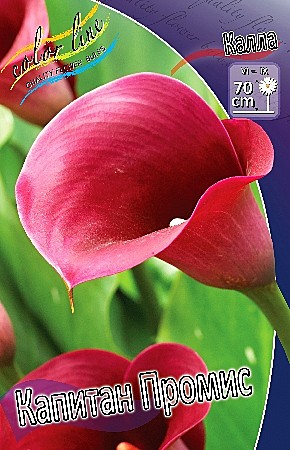 2025 Калла Капитан Промис 2шт/1шт