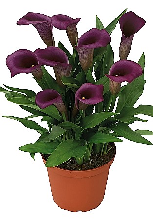 6657 Калла Пако 2шт/1шт