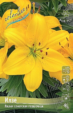1087 Лилия Илзе  7шт/1шт