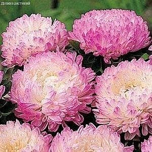 Астра Королевская яблоневый цвет 0,3г Гавриш