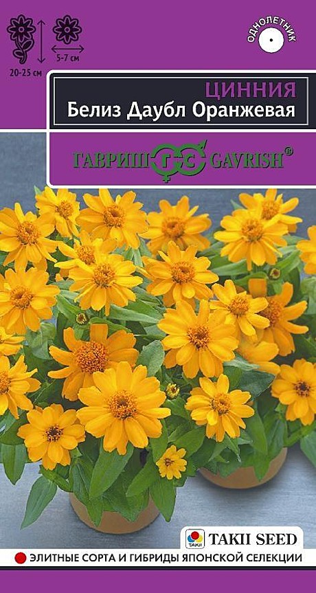 Ц Цинния Белиз даубл оранж Гавриш