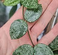 Хойя Сплэш 6