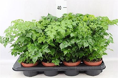 Радермахера 12