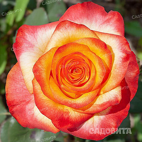 Роза Циркус флориб Садовита