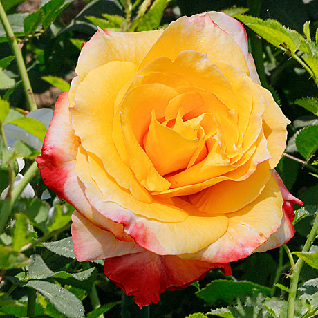 Роза Солидор ч/г Садовита