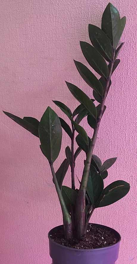 Замиокулькас 12/2