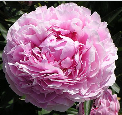 0327 Пион Ша-ла травянистый 1шт