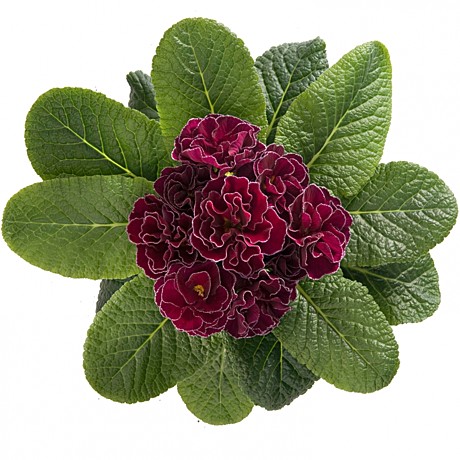 Ц Львиный зев Букетный микс УД