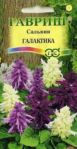 Ц Сальвия Галактика смесь Гавриш