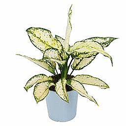 Аглаонема Супер Вайт 11