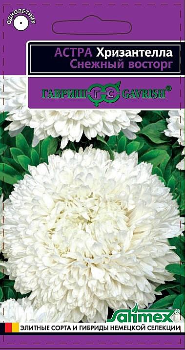 Ц А Хризантелла Снежный восторг Гавриш