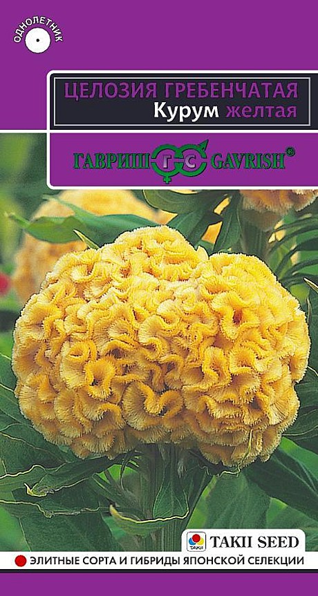 Ц Целозия Курум желтая Гавриш