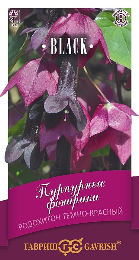 Ц Родохитон Пурпурные фонарики Гавриш