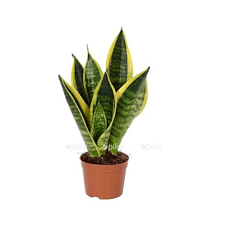 Сансевиерия  Футура Суперба 9