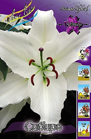 1070 Лилия Сибирь вост 5шт (1шт)