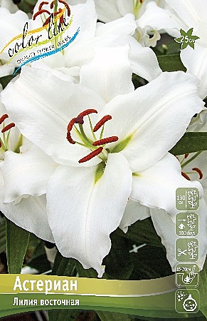 9858 Лилия Астериан вост (5шт) 1шт