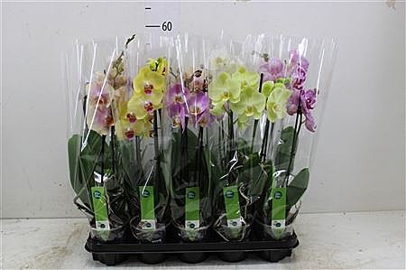 Фаленопсис 12 /1 так/