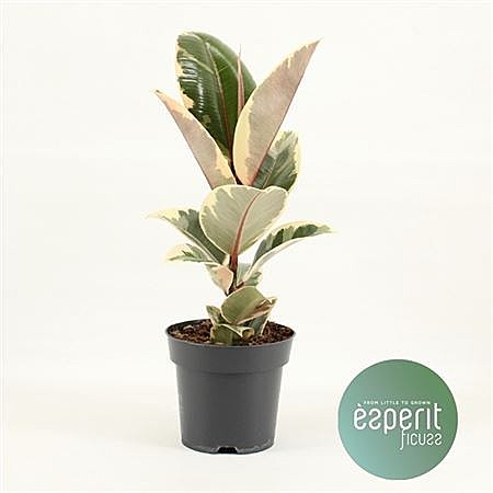 Фикус Тинеке 14