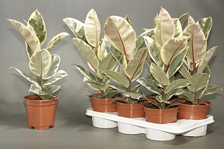 Фикус Тинеке Кокос 12