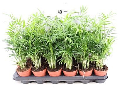 Хамедорея 9