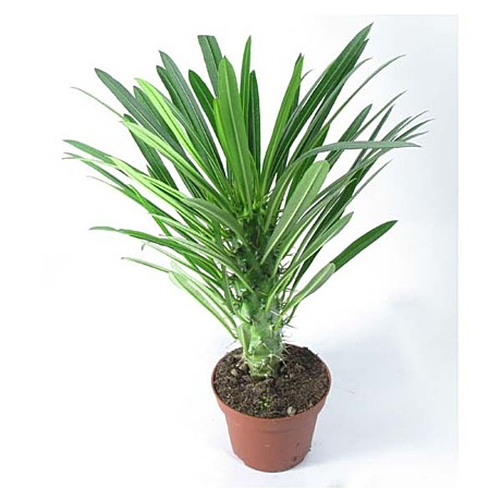 Пахиподиум Ламери 11