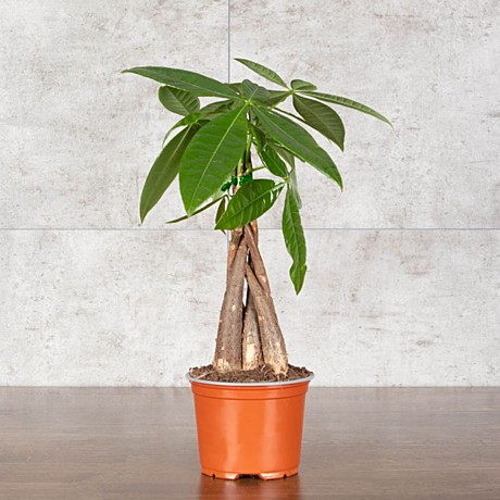 Пахира Акватика 10