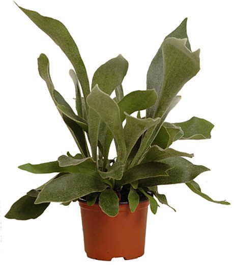 Платицериум 12