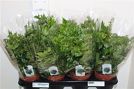 Радермахера 14