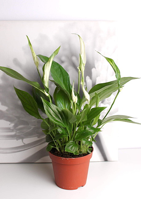 Спатифиллиум Чопин 9