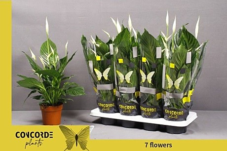 Спатифиллиум Перл Купидо 12