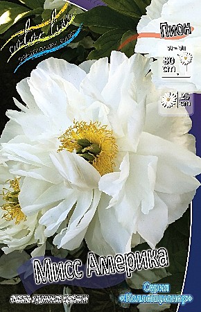 7618 Пион МИСС АМЕРИКА 1шт