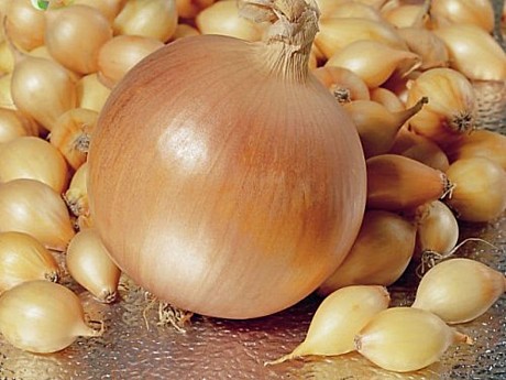 Лук-севок Геркулес 1кг Голландия мешок 25/20/1кг