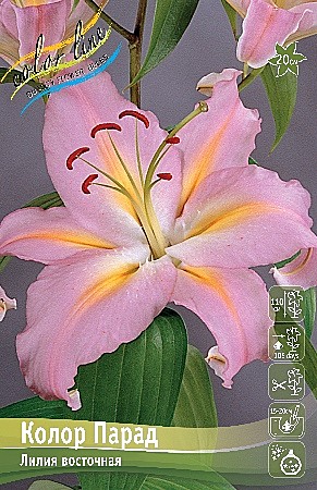 0929 Лилия Колор Парад  вост 5шт (1шт)