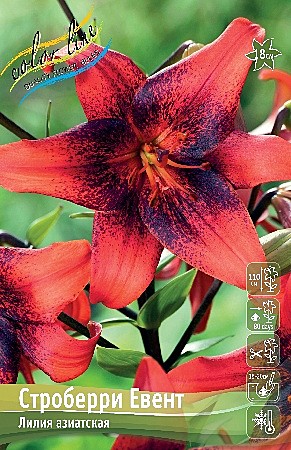 4201 Лилия Строберри Евент 3шт/1шт