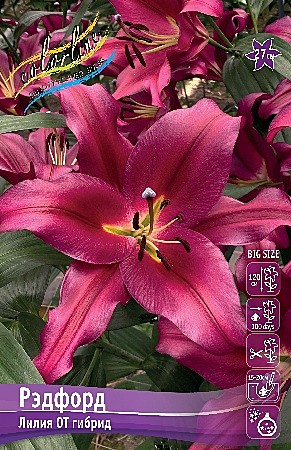 6420 Лилия Рэфорд от 5шт (1шт)