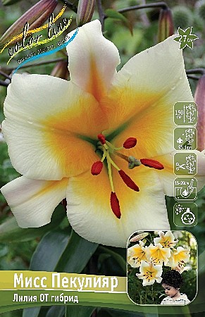 7433 Лилия Мисс Пекулияр от 5шт/1шт