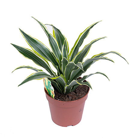 Драцена Фрагранс  Йеллоу Кост 11