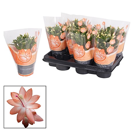 Шлюмбергера оранж 9