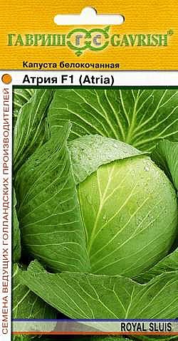 К Атрия Гавриш 