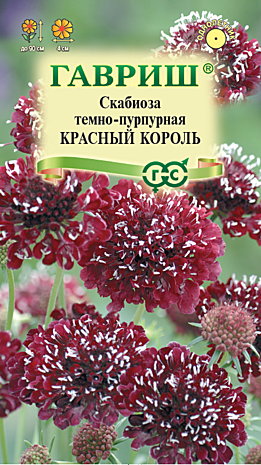 Ц Скабиоза Красный король тепно-пурпур  Гавриш
