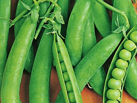 Горох Ранний 301 п/п Гавриш