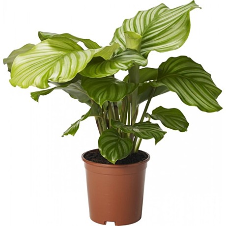 О Корвета корнишон УД