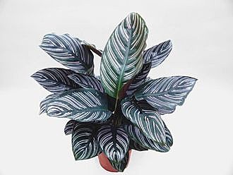 Т Кадриль УД