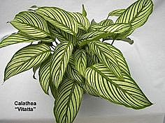 Т Рапунцель косы рубиновые УД