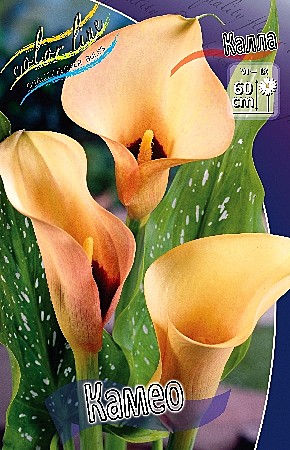 1817 Калла Камео 2шт /1шт